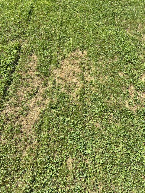 Grass-and-clover lawn after a July heat wave: patches of tan, dormant grass surrounded by clover that is still green